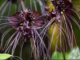 Image result for Tacca chantrieri