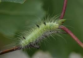 Attēlu rezultāti vaicājumam “Acronicta leporina larva”