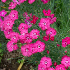 Image result for Dianthus gratianopolitanus