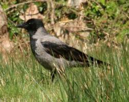 Attēlu rezultāti vaicājumam “Corvus cornix adult”