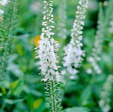 Attēlu rezultāti vaicājumam “Veronica longifolia flower”