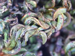 Attēlu rezultāti vaicājumam “Syntrichia latifolia”