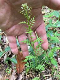 Attēlu rezultāti vaicājumam “Cardamine impatiens”