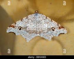 Attēlu rezultāti vaicājumam “Macaria alternata”