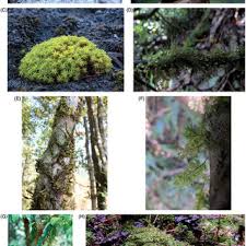 Attēlu rezultāti vaicājumam “Pottiales”