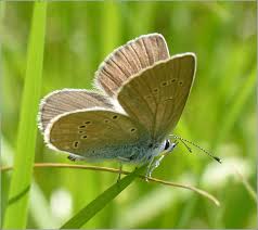 Attēlu rezultāti vaicājumam “Cyaniris semiargus underside”