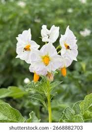 Attēlu rezultāti vaicājumam “Solanum tuberosum flower”