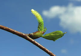 Attēlu rezultāti vaicājumam “Betula pubescens flower”