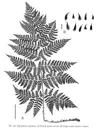 Attēlu rezultāti vaicājumam “Dryopteris expansa”