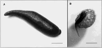 Attēlu rezultāti vaicājumam “Haemopis sanguisuga”