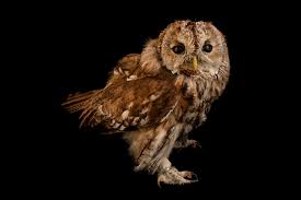 Attēlu rezultāti vaicājumam “Strix aluco”