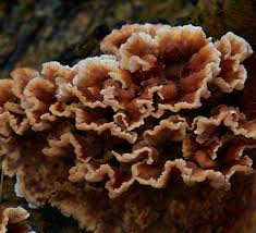 Attēlu rezultāti vaicājumam “Phleogena faginea young”