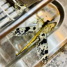 Attēlu rezultāti vaicājumam “Myrmeleontidae”