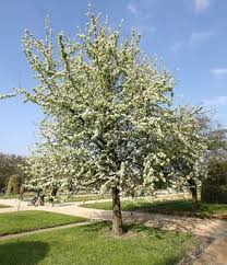 Attēlu rezultāti vaicājumam “Pyrus communis”