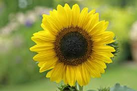 Attēlu rezultāti vaicājumam “Helianthus annuus”