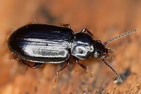 Attēlu rezultāti vaicājumam “Tachyta nana”