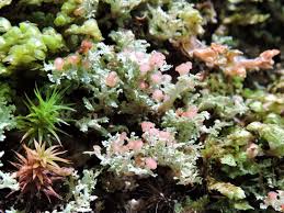 Attēlu rezultāti vaicājumam “Cladonia caespiticia”