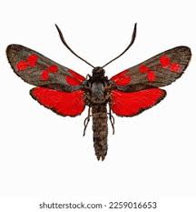 Attēlu rezultāti vaicājumam “Zygaena filipendulae”