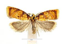 Attēlu rezultāti vaicājumam “Acleris bergmanniana”