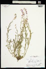 Attēlu rezultāti vaicājumam “Polygala comosa”