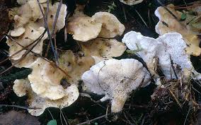 Attēlu rezultāti vaicājumam “Sistotrema confluens”