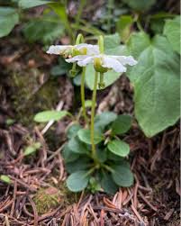 Attēlu rezultāti vaicājumam “Moneses uniflora bud”