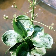 Attēlu rezultāti vaicājumam “Alisma plantago-aquatica leaf”