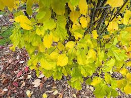 Attēlu rezultāti vaicājumam “Celastrus flagellaris”