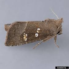 Attēlu rezultāti vaicājumam “Cribraria macrocarpa stalked”