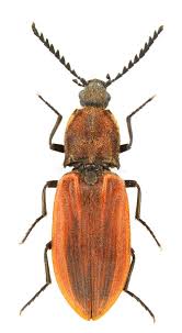 Attēlu rezultāti vaicājumam “Anostirus castaneus”