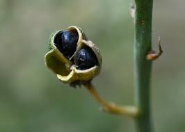 Attēlu rezultāti vaicājumam “Anthyllis maritima bud”