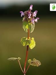 Attēlu rezultāti vaicājumam “Lamium purpureum leaf”
