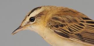 Attēlu rezultāti vaicājumam “Acrocephalus schoenobaenus adult”