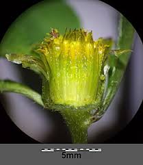 Attēlu rezultāti vaicājumam “Bidens tripartita flower”