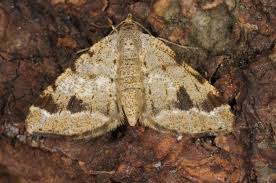 Attēlu rezultāti vaicājumam “Macaria signaria”