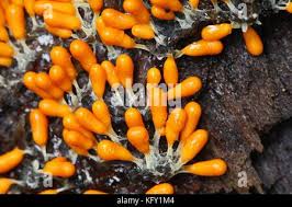 Attēlu rezultāti vaicājumam “Leocarpus fragilis macro”