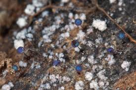 Attēlu rezultāti vaicājumam “Diderma tigrinum spores”