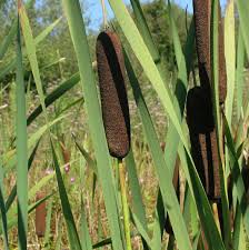 Attēlu rezultāti vaicājumam “Typhaceae”