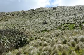 Attēlu rezultāti vaicājumam “Poa remota bud”