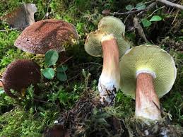 Attēlu rezultāti vaicājumam “Boletales”