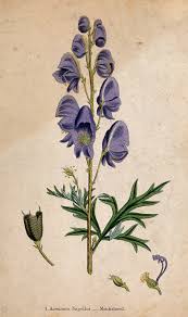 Image result for Aconitum napellus