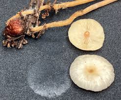 Attēlu rezultāti vaicājumam “Collybia tuberosa”