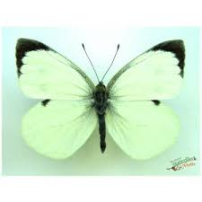 Attēlu rezultāti vaicājumam “Pieris brassicae male”