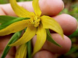 Attēlu rezultāti vaicājumam “Colchicaceae”