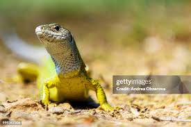 Attēlu rezultāti vaicājumam “Lacerta agilis female”