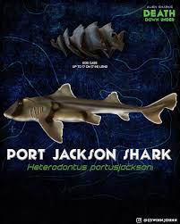 Image result for Scylliogaleus quecketti