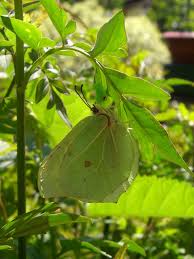 Attēlu rezultāti vaicājumam “Gonepteryx rhamni female”