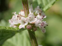 Attēlu rezultāti vaicājumam “Lycopus europaeus flower”