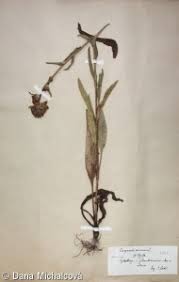 Attēlu rezultāti vaicājumam “Campanula cervicaria bud”