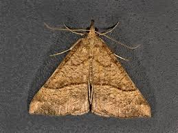 Attēlu rezultāti vaicājumam “Hypena proboscidalis”